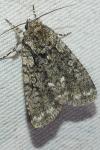 Acronicta rumicis