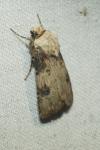 Agrotis puta
