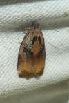 Archips podana