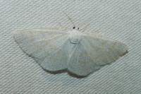Cabera exanthemata