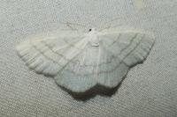 Cabera pusaria