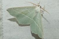 Campaea margaritaria