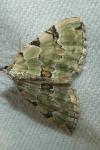 Colostygia pectinataria