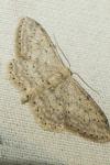 Idaea seriata
