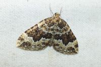 Lampropteryx suffumata