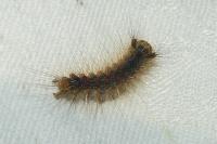 Lymantria dispar