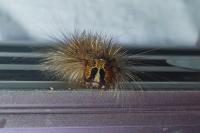Lymantria dispar