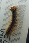 Lymantria dispar