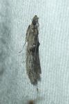 Nephopterix angustella