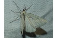 Siona lineata