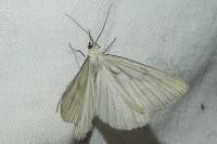 Siona lineata