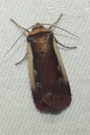 Ochropleura plecta