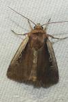 Ochropleura plecta