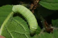 Orthosia cerasi