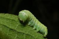 Orthosia cerasi