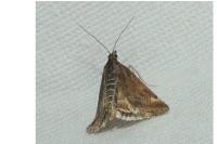 Pyrausta despicata