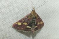 Pyrausta purpuralis