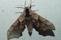 Smerinthus ocellatus