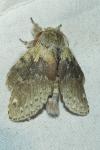 Stauropus fagi