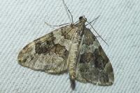 Thera britannica/obeliscata/variata