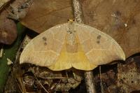 Watsonalla binaria