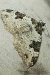 Xanthorhoe fluctuata