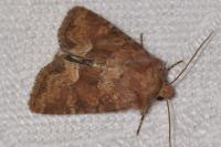 Oligia fasciuncula
