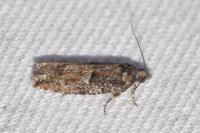 Epinotia immundana