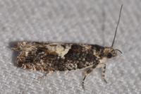 Epinotia immundana