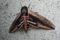 Sphinx ligustri