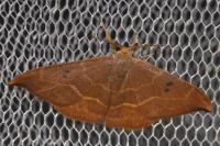 Watsonalla binaria