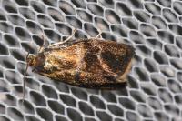 Ptycholoma lecheana