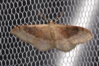 Idaea degeneraria