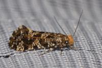 Triaxomera parasitella