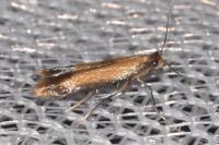 Coptotriche marginea
