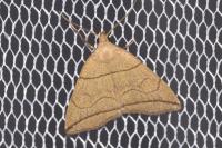 Herminia grisealis
