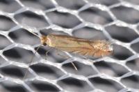 Phyllonorycter quercifoliella