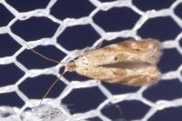 Bucculatrix bechsteinella