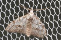 Nola confusalis