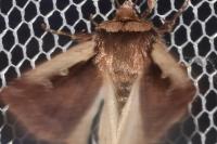 Ochropleura plecta