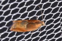 Ancylis mitterbacheriana