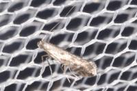 Parornix devoniella