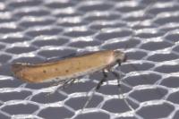 Aspilapteryx tringipennella