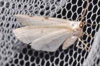 Lomographa bimaculata
