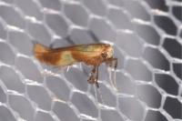 Caloptilia robustella