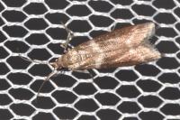 Cryptoblabes bistriga