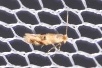 Bucculatrix ulmella