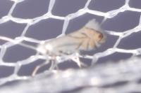 Phyllonorycter harrisella