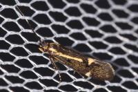 Esperia sulphurella
