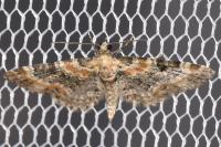 Eupithecia pulchellata
